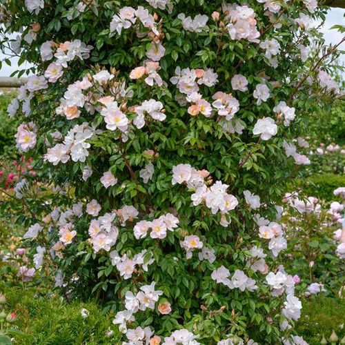 Roz deschis - Trandafir copac cu trunchi înalt - cu flori mărunți - coroană curgătoare